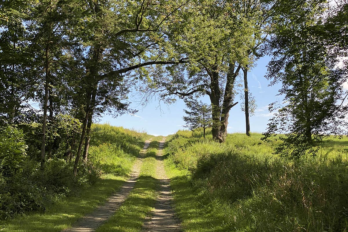Dirt Road Through Field