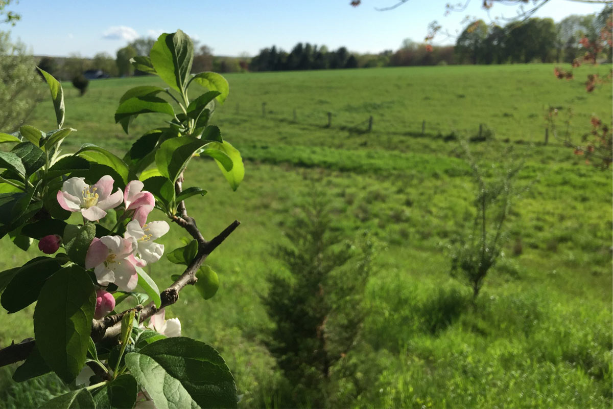 Farm Pastures