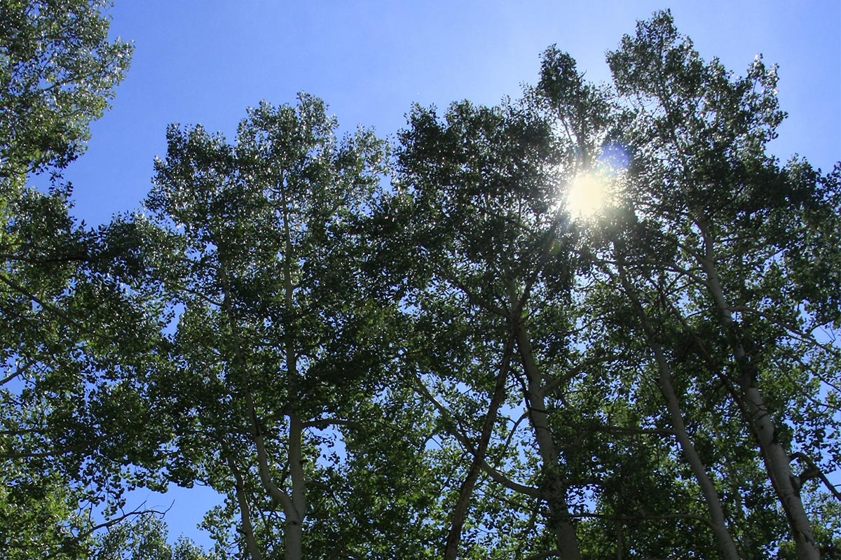 looking up at the sky through the trees