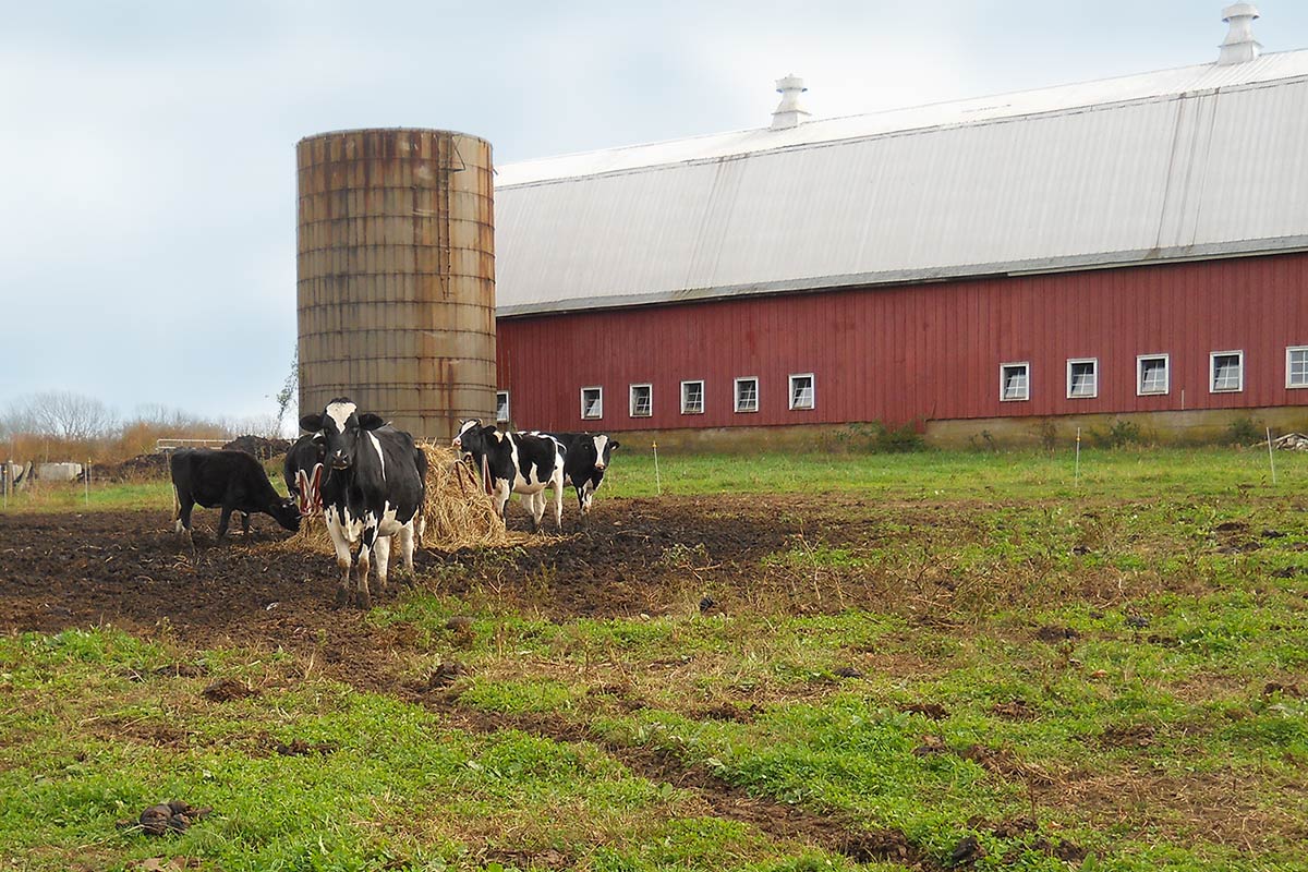 Cows in front of a Red Barn