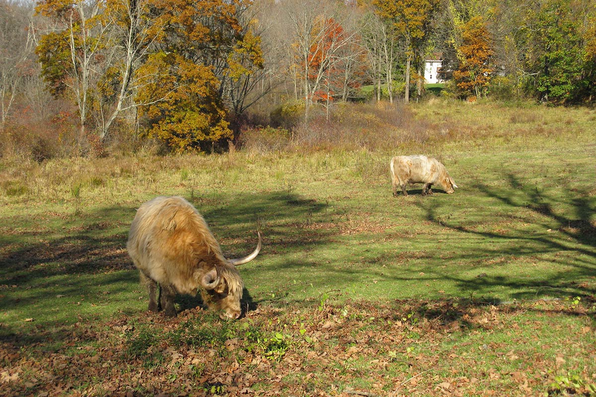 Cows Grazing