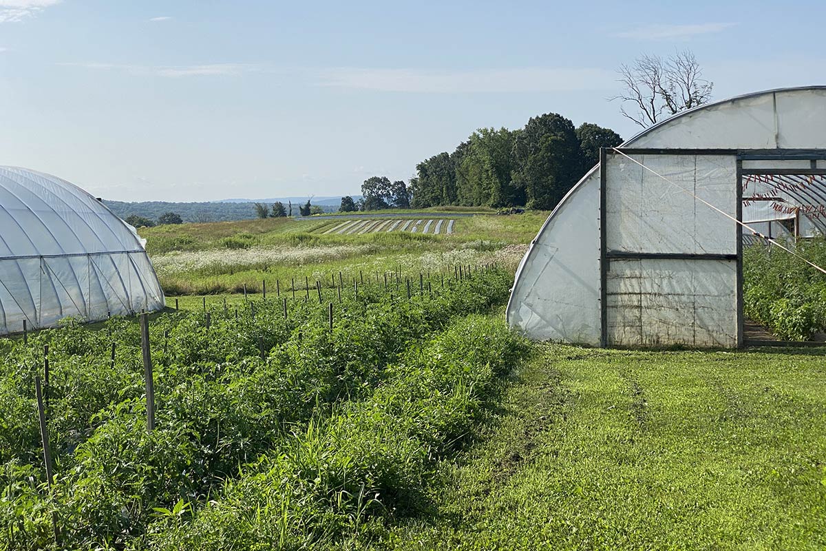 rows of vegetables and a few hoop houses
