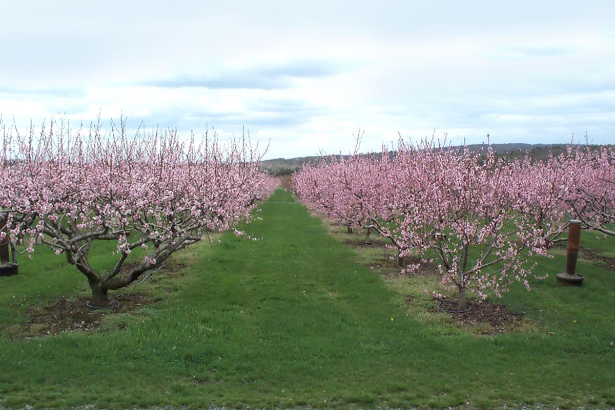 row of pink Flowering Trees