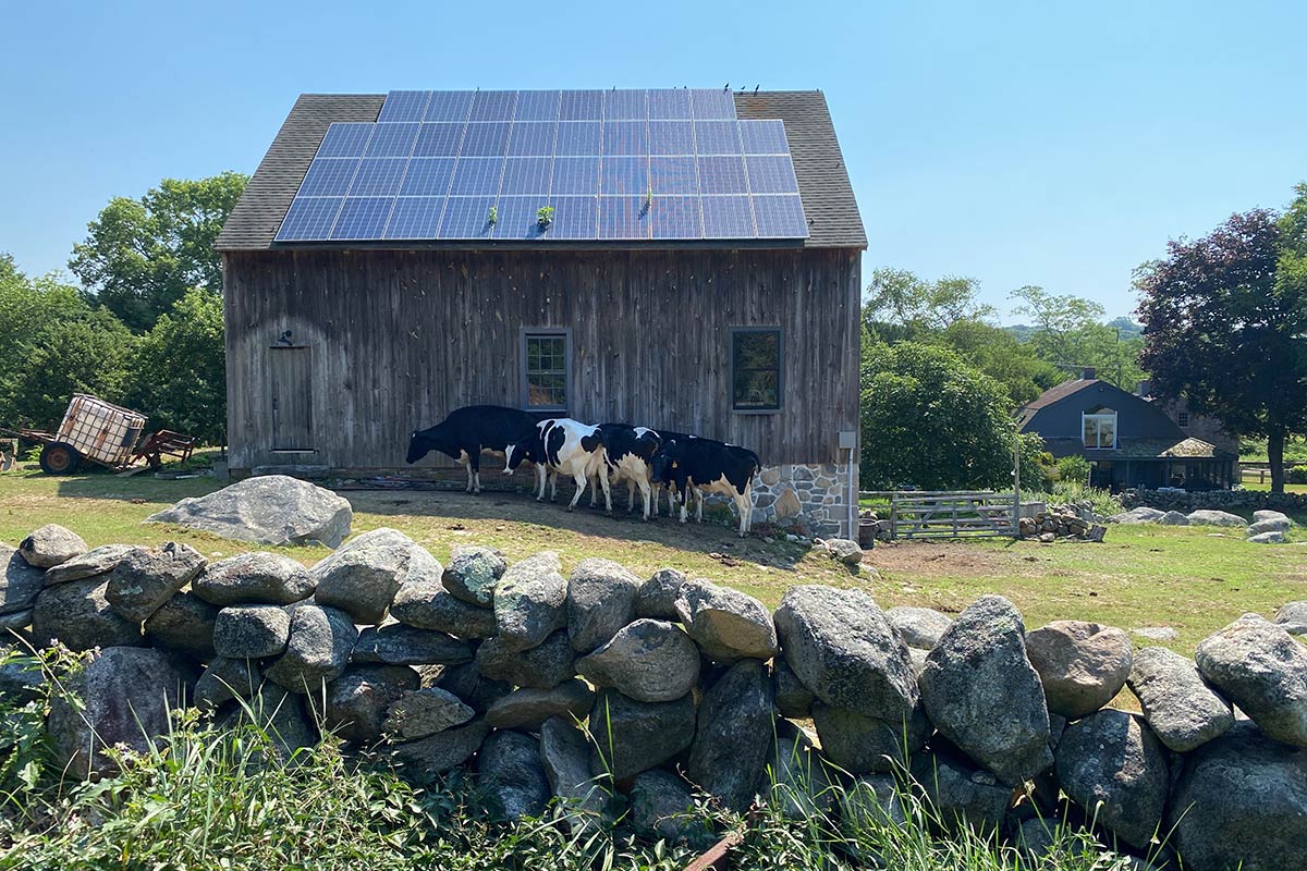 Cows next to barn with solar panels