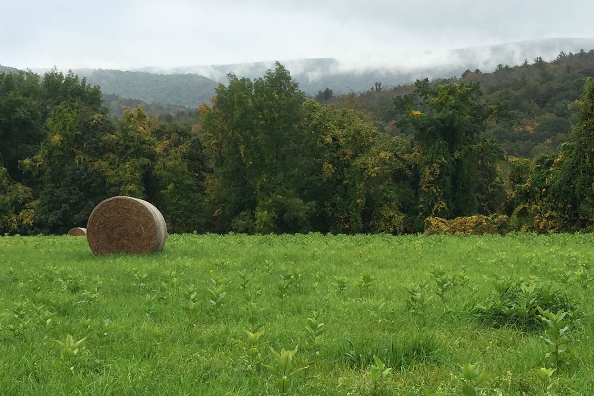 Field with hay bales