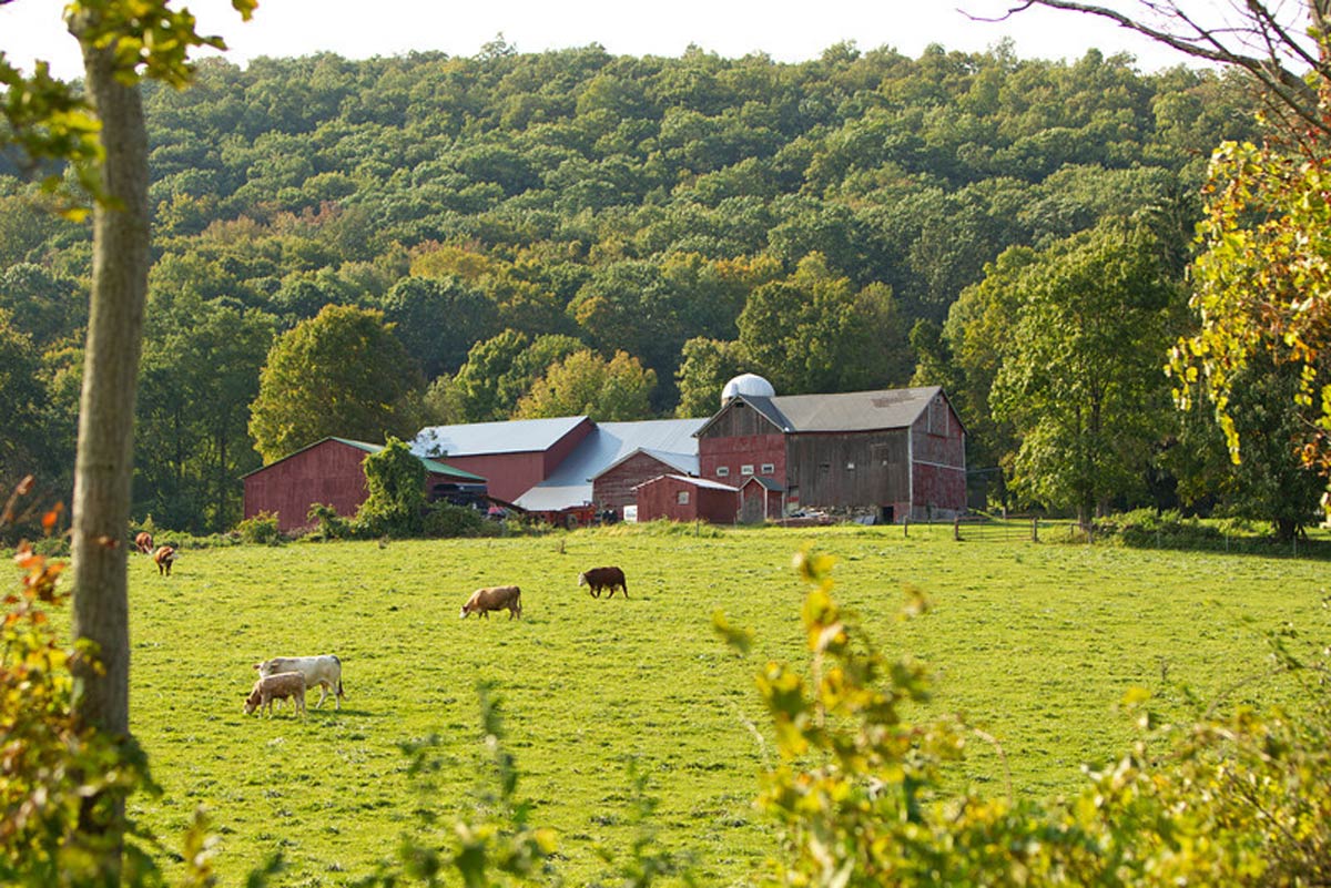 Cows In Field With Barn