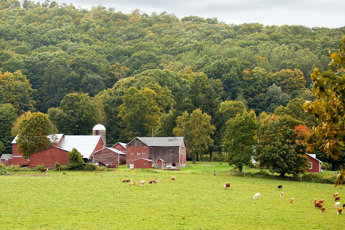 Red barns with cows in front
