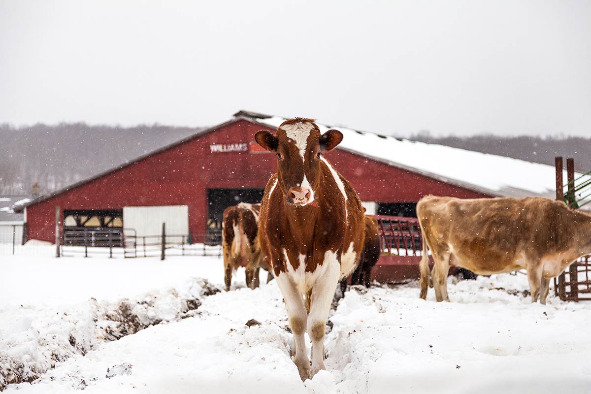 Cows Outside Barn In Winter