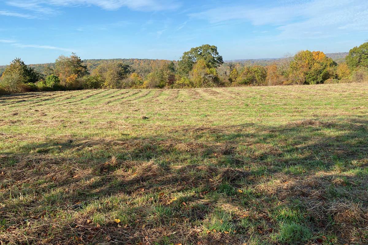 Early Fall Field