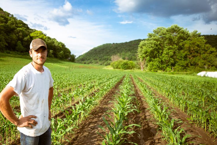 in the field and with a greenhouse