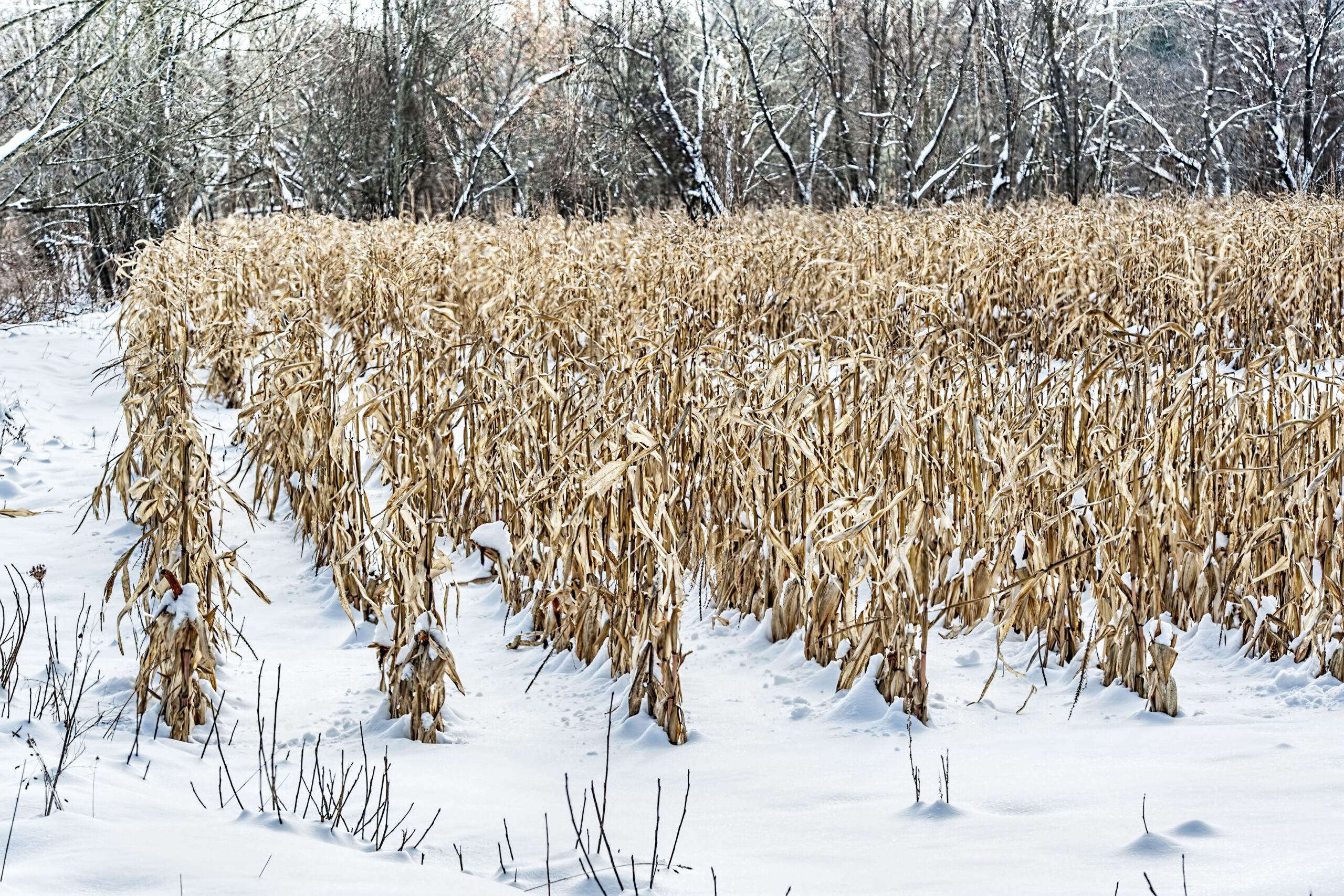 winter fields